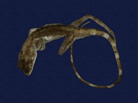 藏品(石垣攀蜥)的圖片